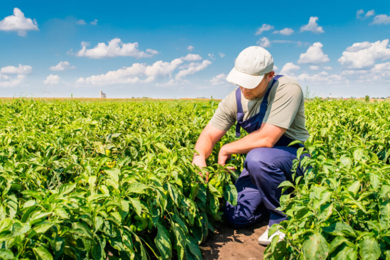 As dificuldades de contratar mão de obra para o campo