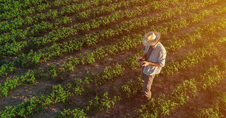 Safra agrícola gera mais de 300 novas vagas de trabalho temporário na região de Guarapuava, no Paraná